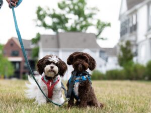 Time for a playdate at the dog park